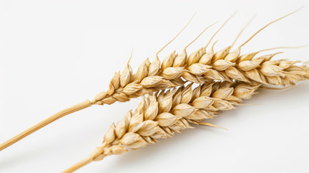 An ear of wheat on a white backgroundの素材