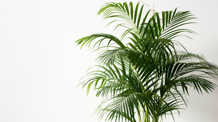 Areca Palm plant in a pot on a white backgroundの素材