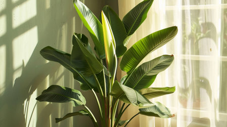 Bird of Paradise potted plant on white backgroundの素材