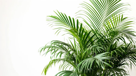 Areca Palm plant in a pot on a white backgroundの素材