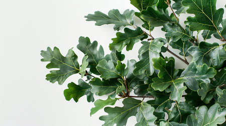 Green oak leaves on a white backgroundの素材