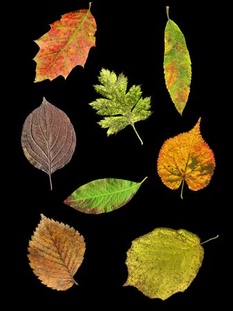 Leaves of 8 species of trees and shrubs in autumn isolated on black backgroundの写真素材