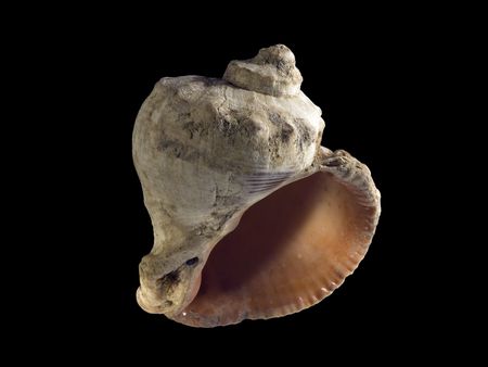 Weathered seashell isolated on black background