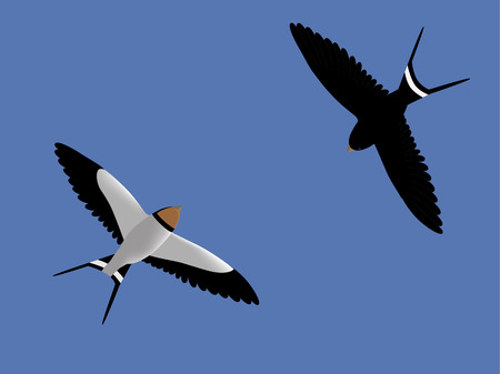Two barn swallows flying in the skyのイラスト素材