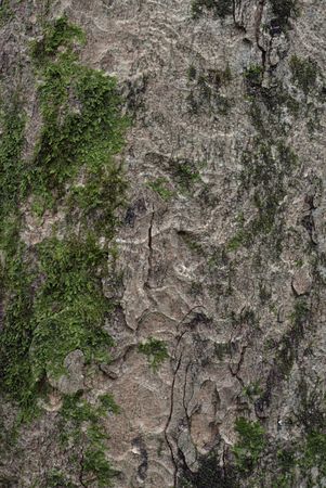 Bark of old Sycamore Maple (Acer pseudoplatanus) with mosses