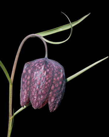 Fritillaria meleagris (Snake's Head Fritillary, Checkered Daffodil, Chess Flower) flowerの写真素材