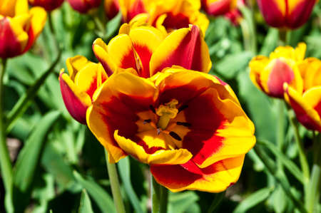 red-yellow tulips on tulips fieldの写真素材