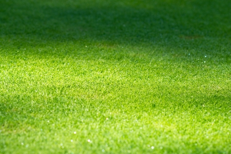 Green grass background  selective focusの写真素材
