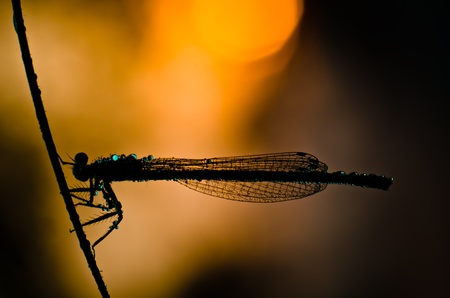 Blue Damselfly   Enallagma cyathigerum  の写真素材