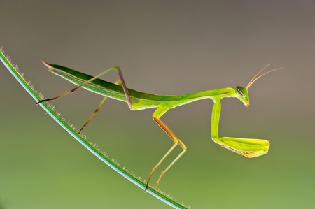 Praying Mantis - Mantis religiosa on white backgroundの写真素材