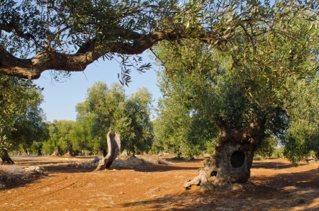 mediterranean olive field with old olive trees in blue sky with little cloudsの写真素材
