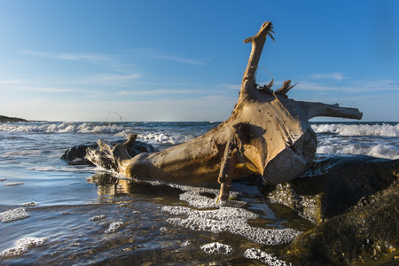 Mediterranean Sea:  bole resembling a donkey  carried ashore by the sea waves in sunsetの写真素材