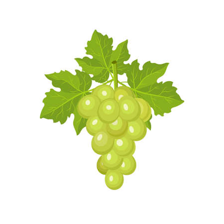 Fresh bunch of grapes isolated on white background. Vector illustration. Decoration for greeting cards, menu. Healthy food design.   のイラスト素材