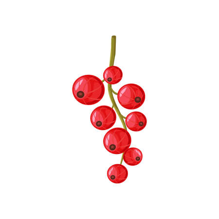 Vector red currant isolated on white background.   のイラスト素材