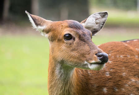 Doe deer head, close upの写真素材