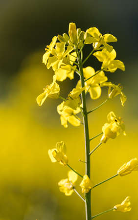 A blooming rape flower at sunset, close up with a selective focusの写真素材