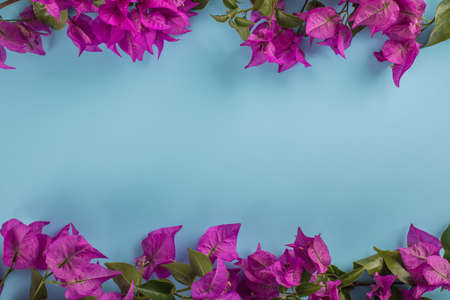 Purple flower with copy space on blue backgroundの写真素材