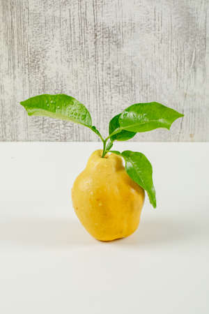 Dewy quince with leaves on white and grungy background. side view.