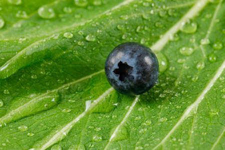 Single blueberry on a rainy green leaf background. close-up.の写真素材