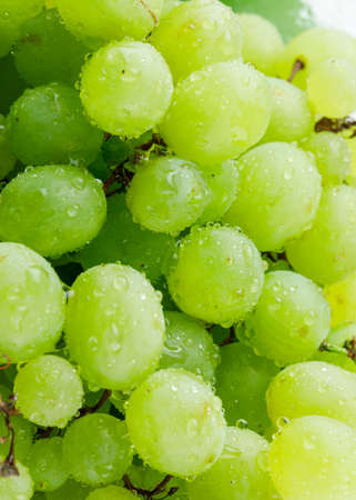 Green seedless grapes . close-up. vertical.の写真素材