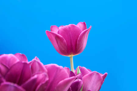 Pink Tulipsの写真素材