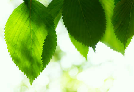 Beech leaves