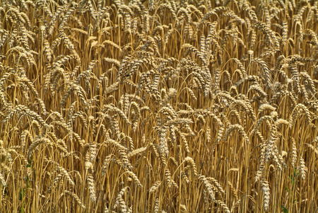 Wheat fieldの写真素材