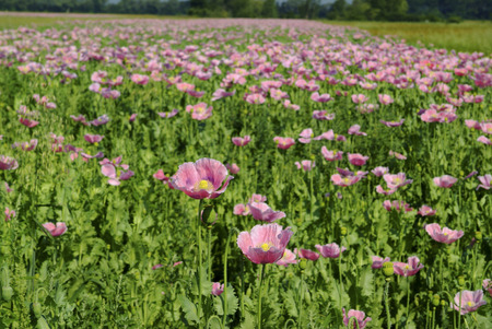 Austria, flowering poppy fieldの写真素材