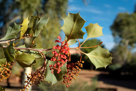 Australia, Botany