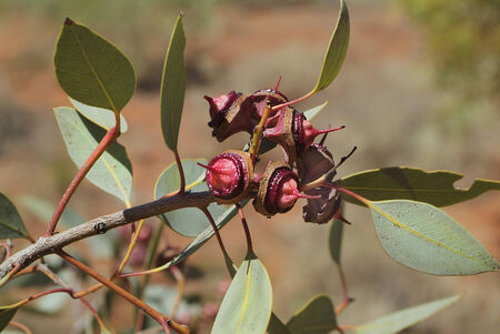 Australia, seeds of Red-budded malleeの写真素材