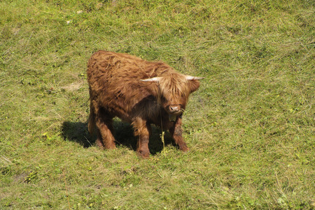 Agriculture, Highland cattle