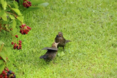 common blackbird feeding young bird with blackberriesの写真素材