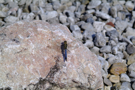 black-tailed skimmer