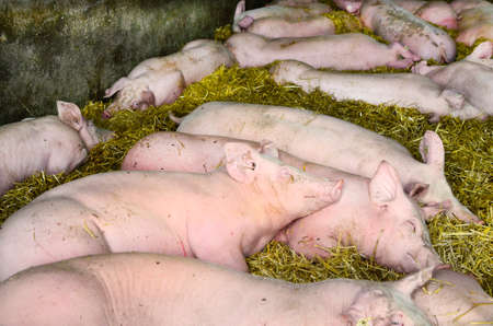 Austria,  pig farming - sleeping pigsの写真素材