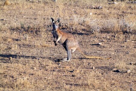 Australia, kangaroo in outbackの写真素材