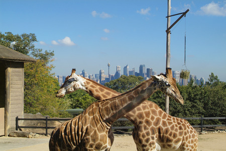 Sydney, Australia - May 10th 2010: Giraffe in Taronga zoo with skyline of Sydney in backgroundのeditorial素材