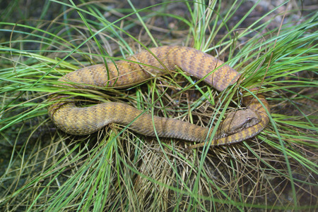 Australia zoology Mulga snakeの写真素材