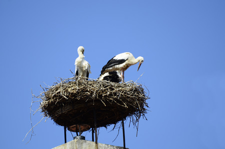 Austria, white storks in a stork