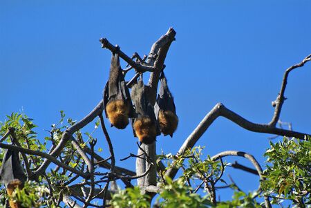 Australia, flying foxesの写真素材