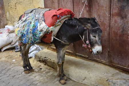Morocco, donkey with raddled saddle for goods transport in Fesの写真素材