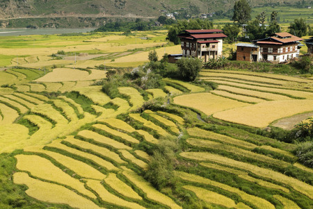 Bhutan, rural area and village in Punakhaの写真素材