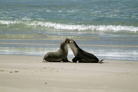 fighting australian sea lions on Kangaroo islandの写真素材