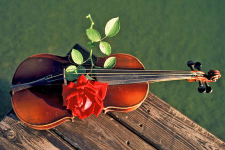 violine with roseの写真素材