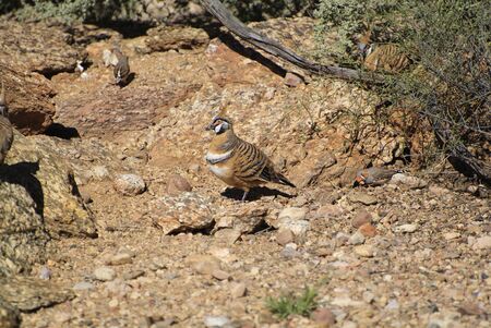 Birds, Spinifex Pigeon and Zebra Finch