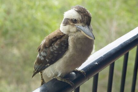 Laughing Kookaburraの写真素材
