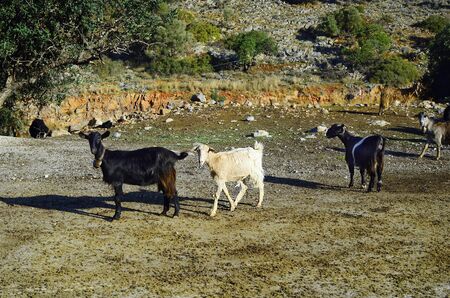 Greece, Crete, goatsの写真素材