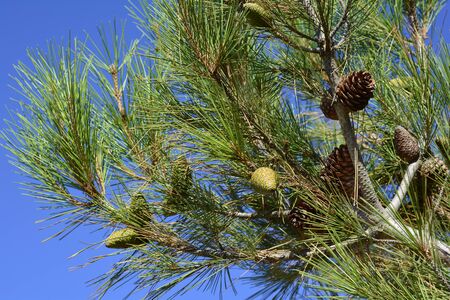Greek, pine tree on Lemnos island