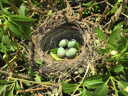 bird nest with eggs from blackbird