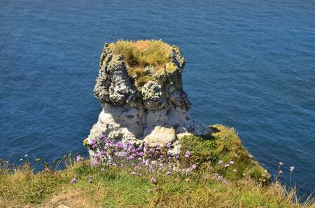 France, Normandy, sea pink flowers