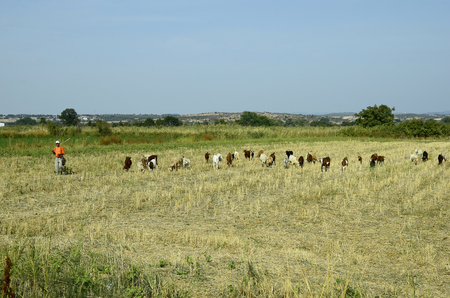 Poros, Greece - September 18th 2016: Unidentified goat herder with goats on dry pasture in Evros areaのeditorial素材
